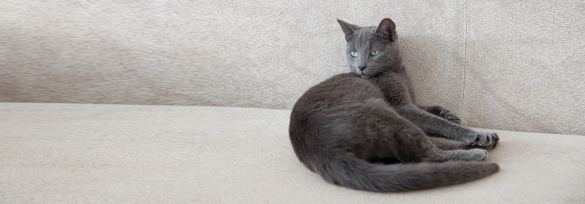 Grey cat lounging on light coloured carpet